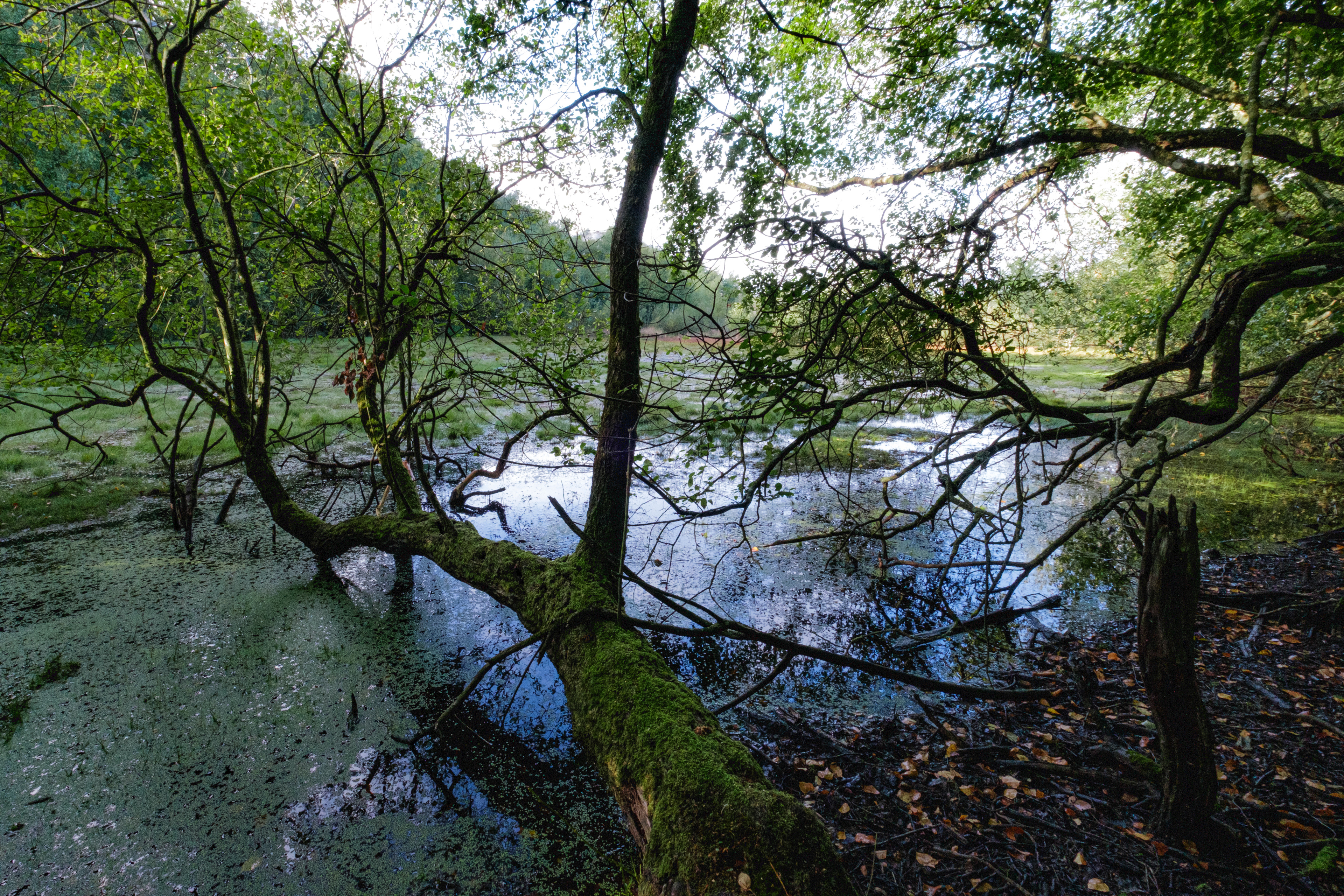 Les mines d'Abbaretz