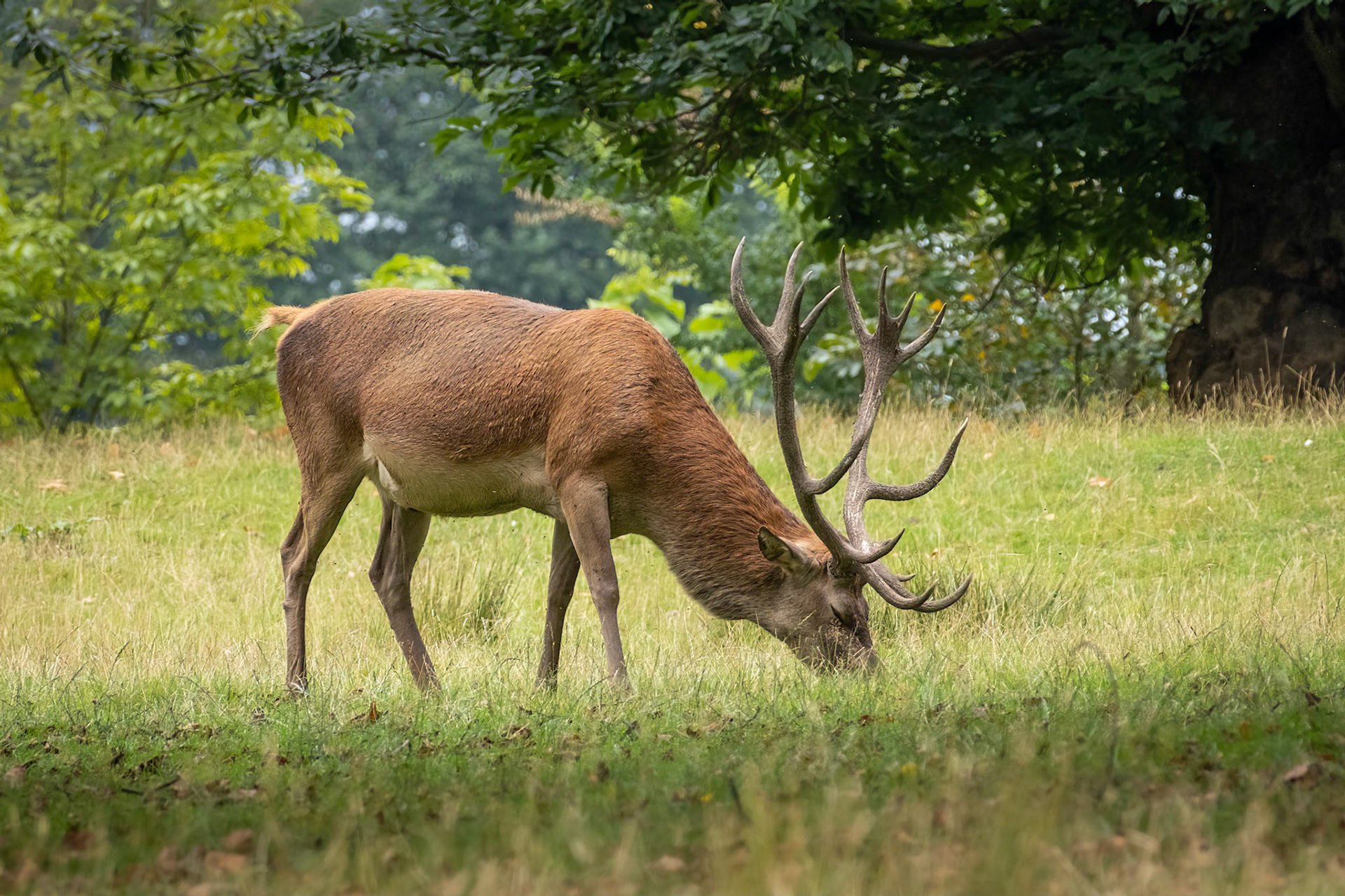A red deer grazing at Calke Abbey