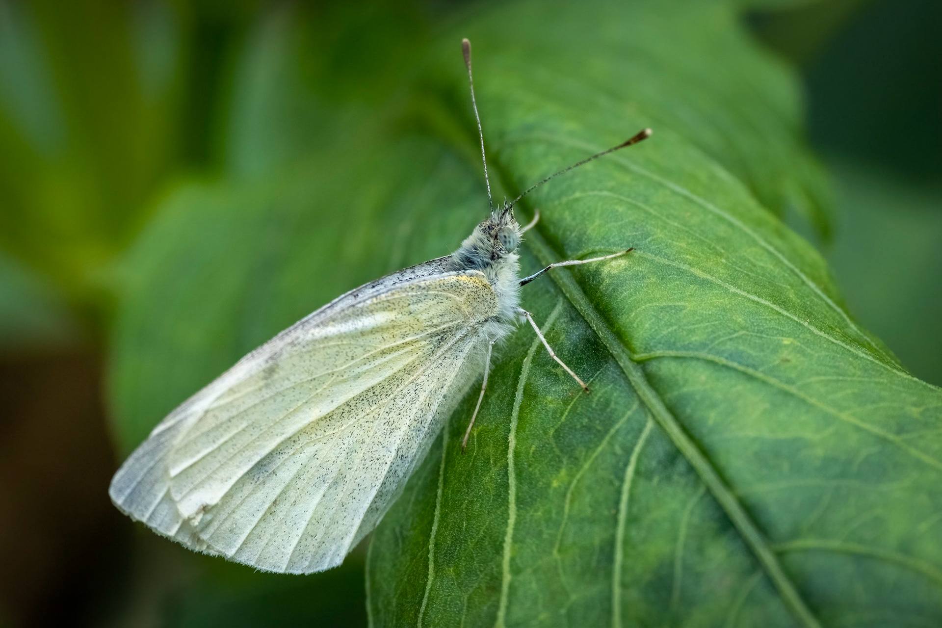 Small white (Cabbage white) butterfly