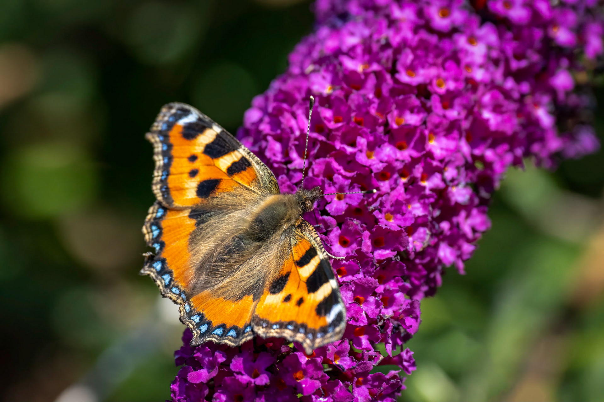 Small tortoiseshell butterfly feeding on a buddleia