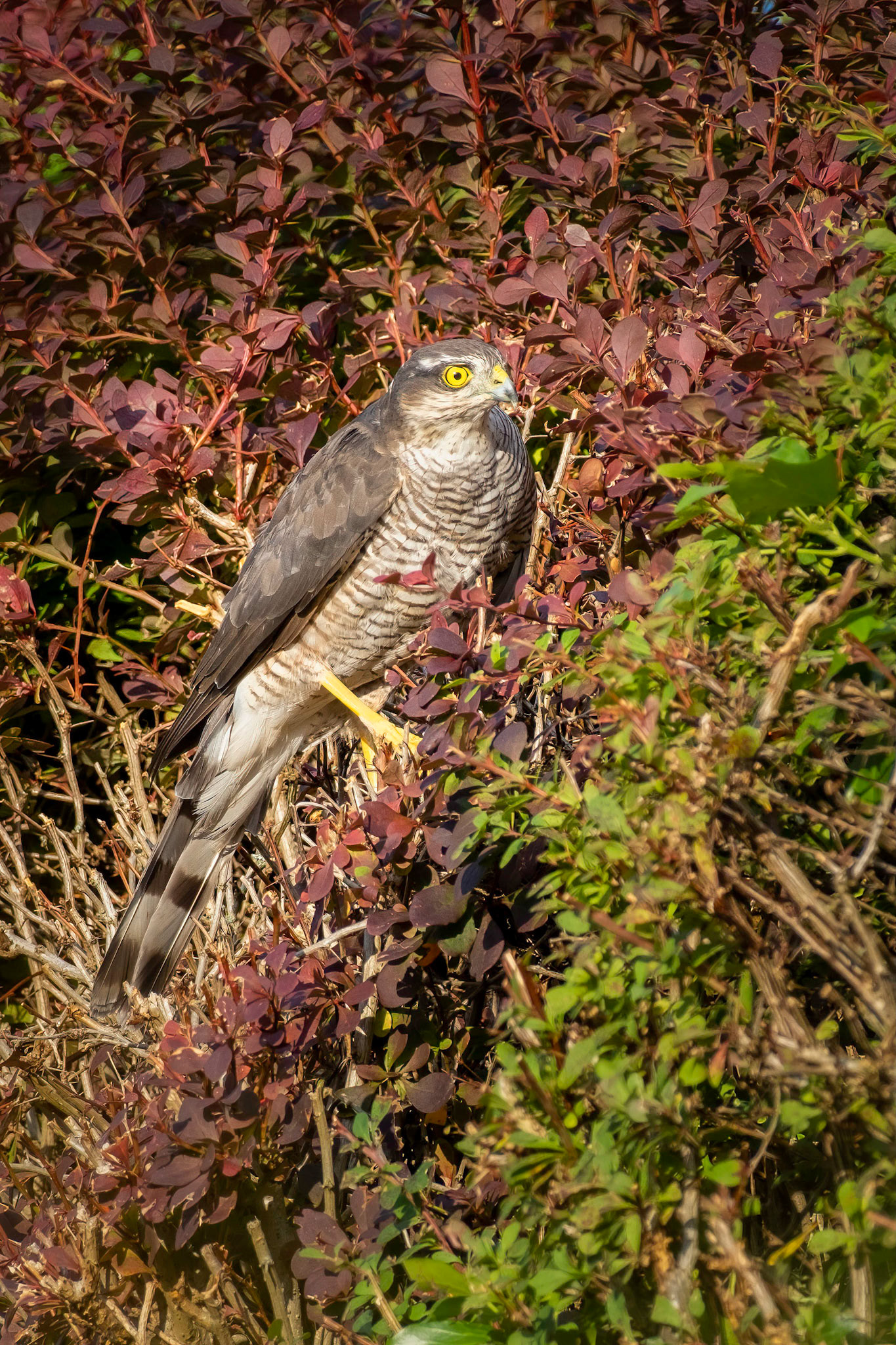 Young sparrowhawk looking for an easy meal