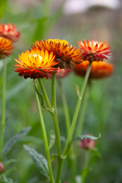 #9971 | Helichrysum | Strobloem | Strawflower