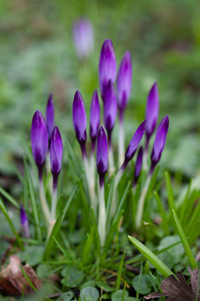 ST 009