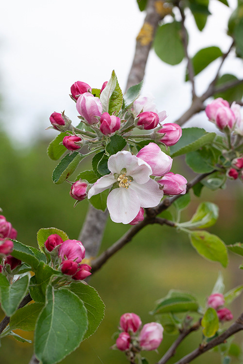 #6839 apple blossom
