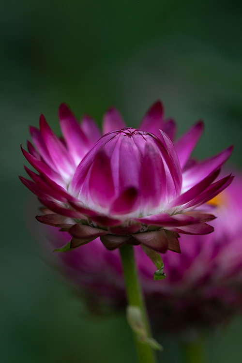 #9973 | Helichrysum | Strobloem | Strawflower