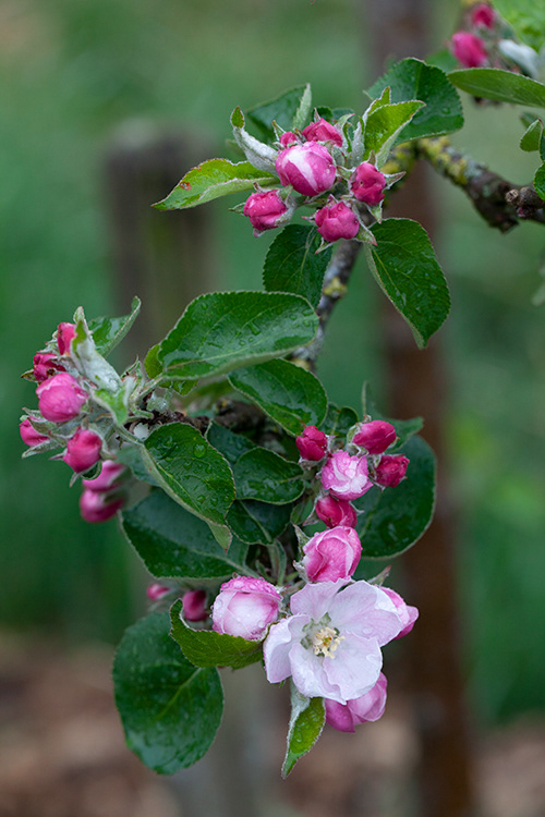 #6806 apple blossom