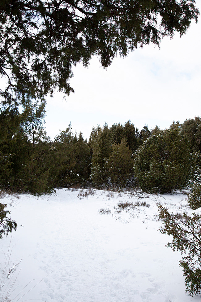 Mantingerveld, Drenthe 003