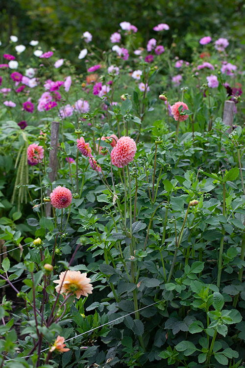 #0014 | Dahlia & Cosmea
