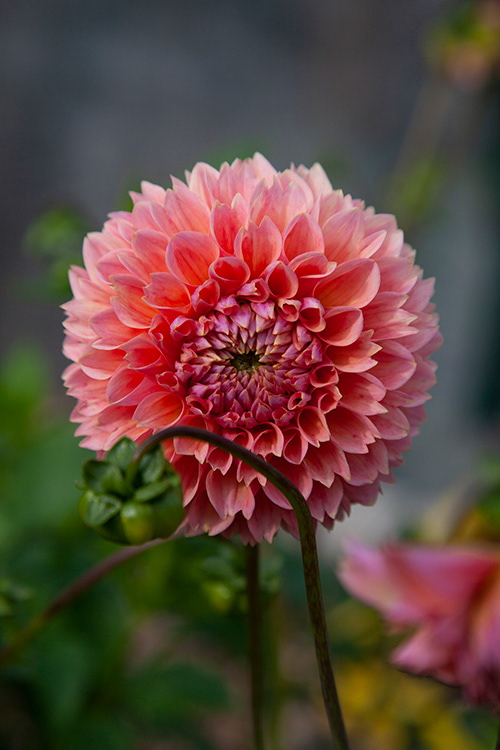 #9727 | Dahlia