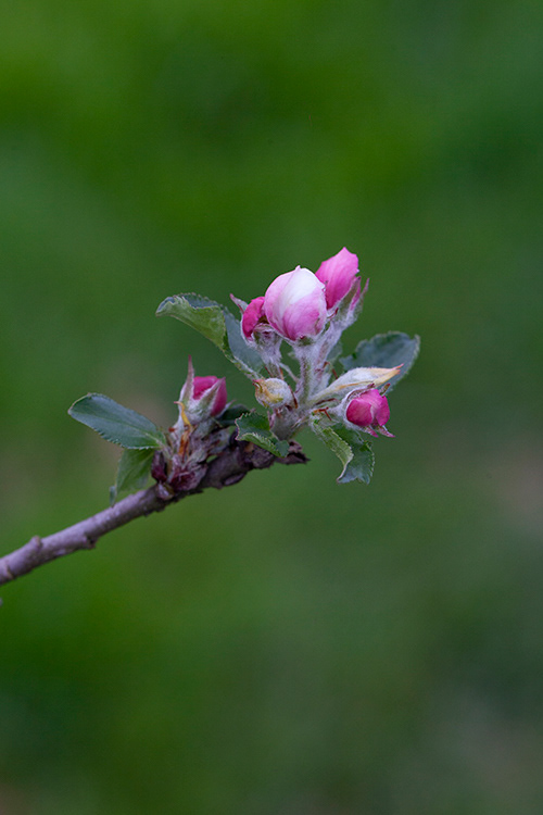 #6887 apple blossom