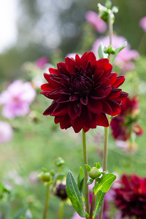 #9733 | Dahlia