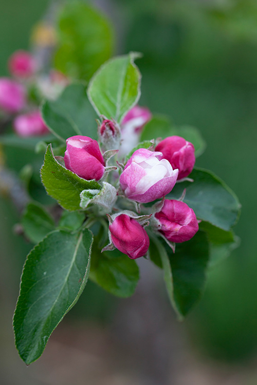 #6848 apple blossom