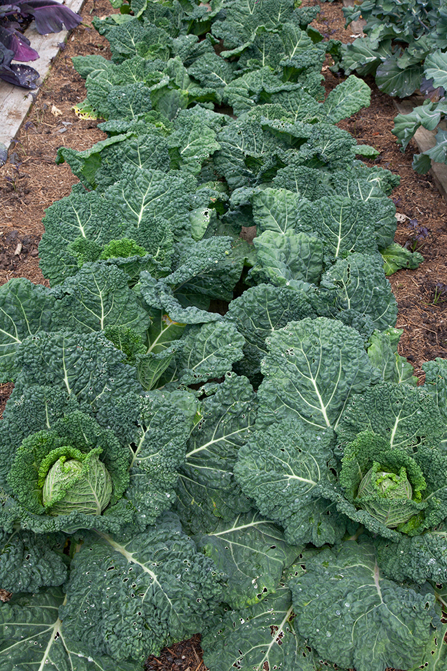 BP 038 | Kitchen Garden Lingholm Estate