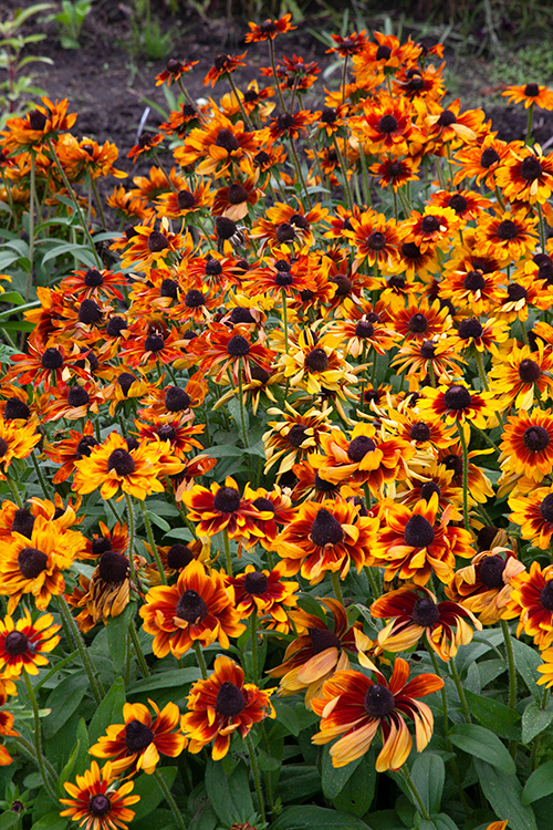 #9867 | Rudbeckia | Zonnehoed | Coneflower