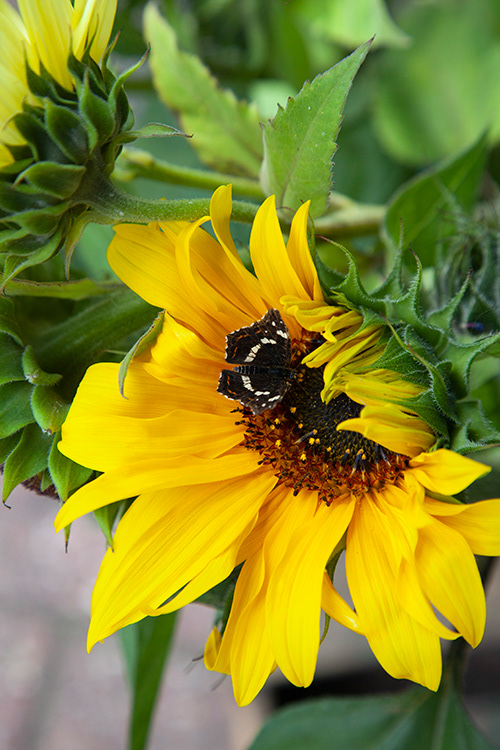 #0450 | Zonnebloem | Sunflower