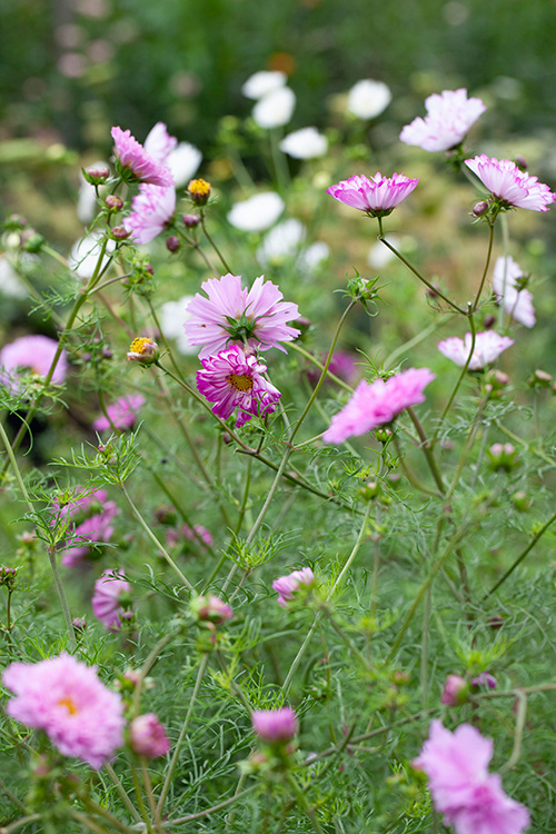 #0031 | Cosmea | Cosmos