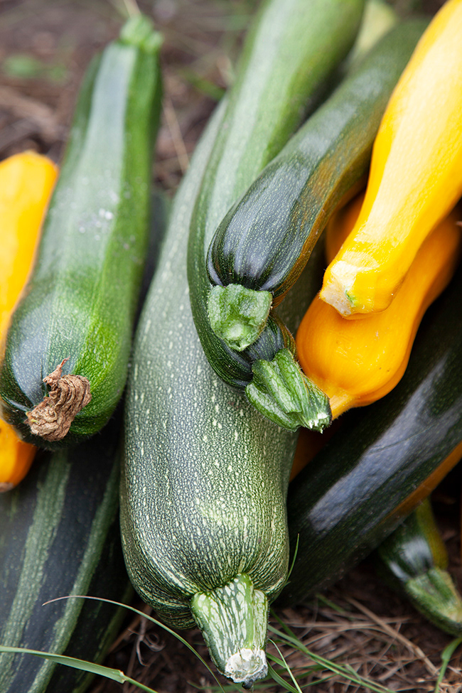 courgette tart 005