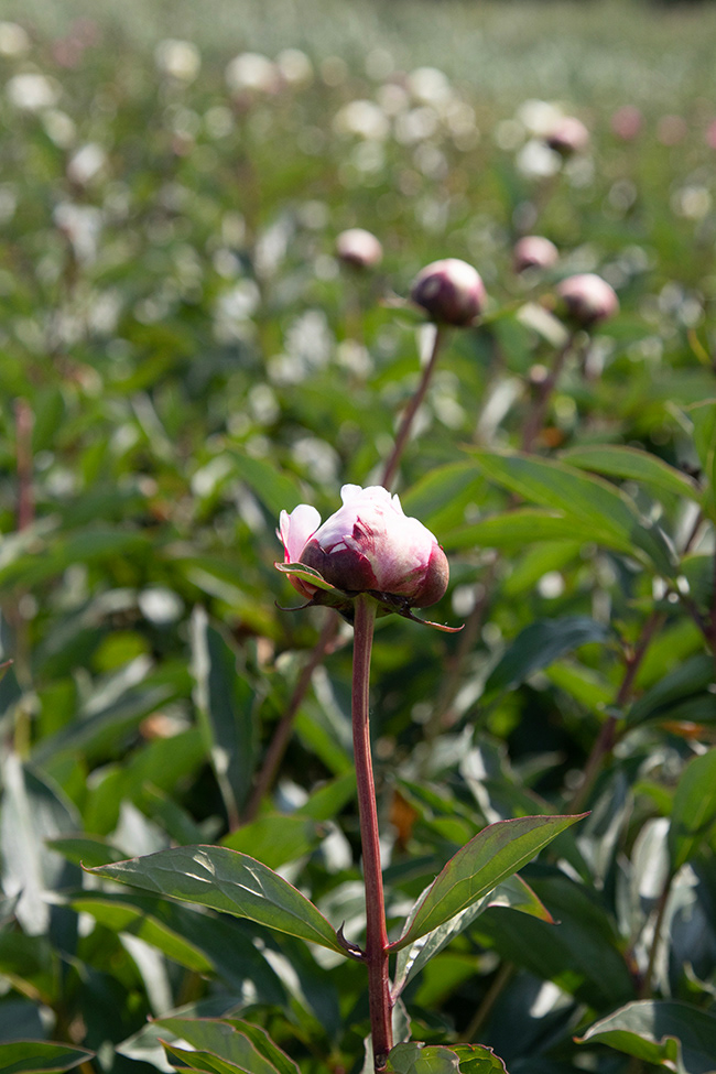 ZP 006