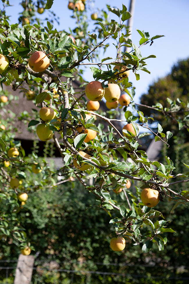apple lemon curd 003