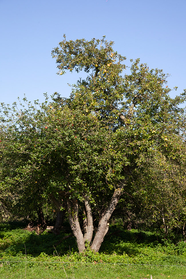 IJ 062