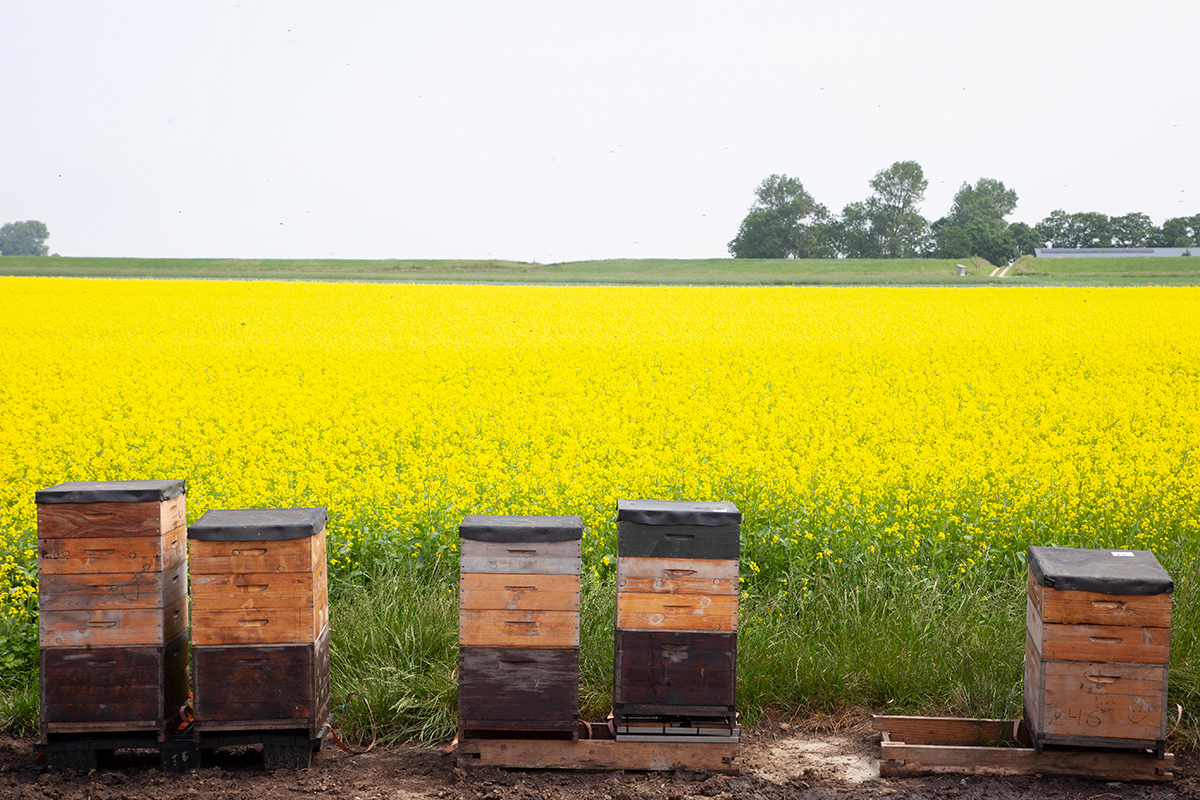medium coarse mustard 003 | bee hives on mustard fields