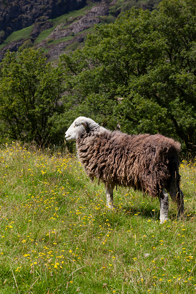 BP 025 | Lake District Herdwick sheep