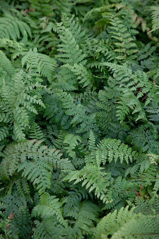 AB 060