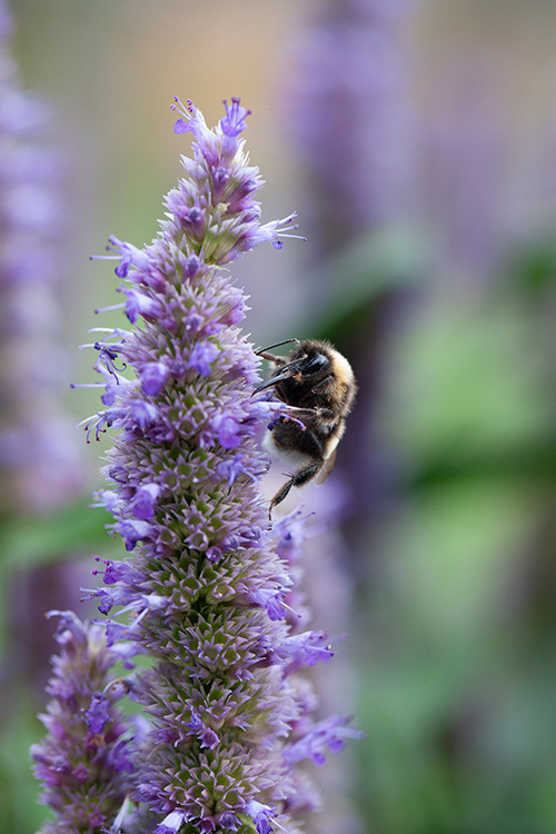 #9919 | Agastache | Dropplant | Mexican Hyssop