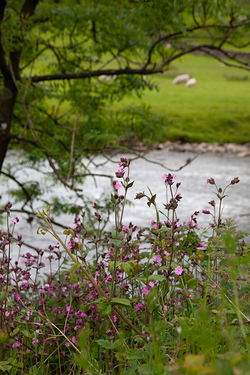SC 07 | Settle, river Ribble