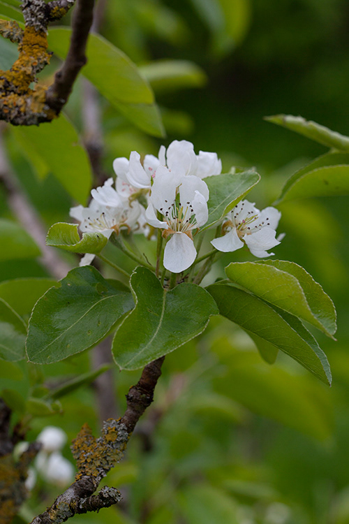 #6894 pear blossom