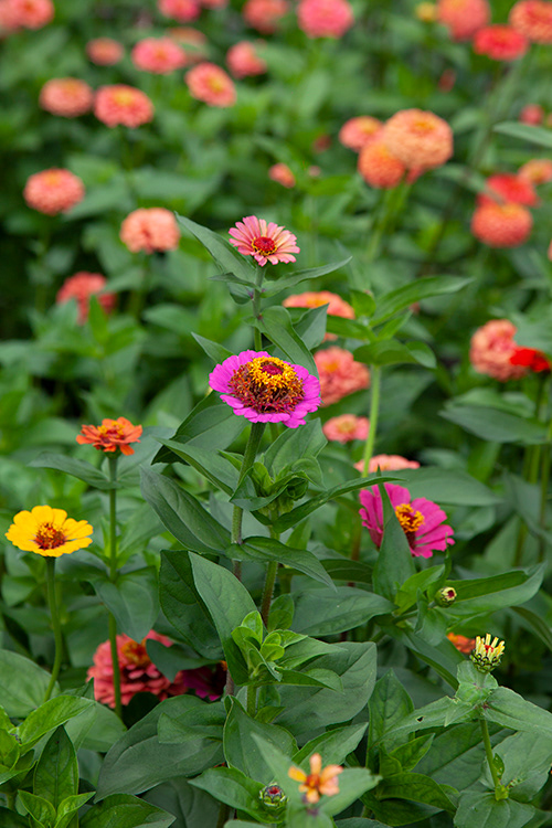 #9599 | Zinnia