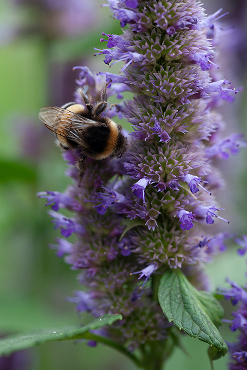 #9923 | Agastache | Dropplant | Giant Hyssop
