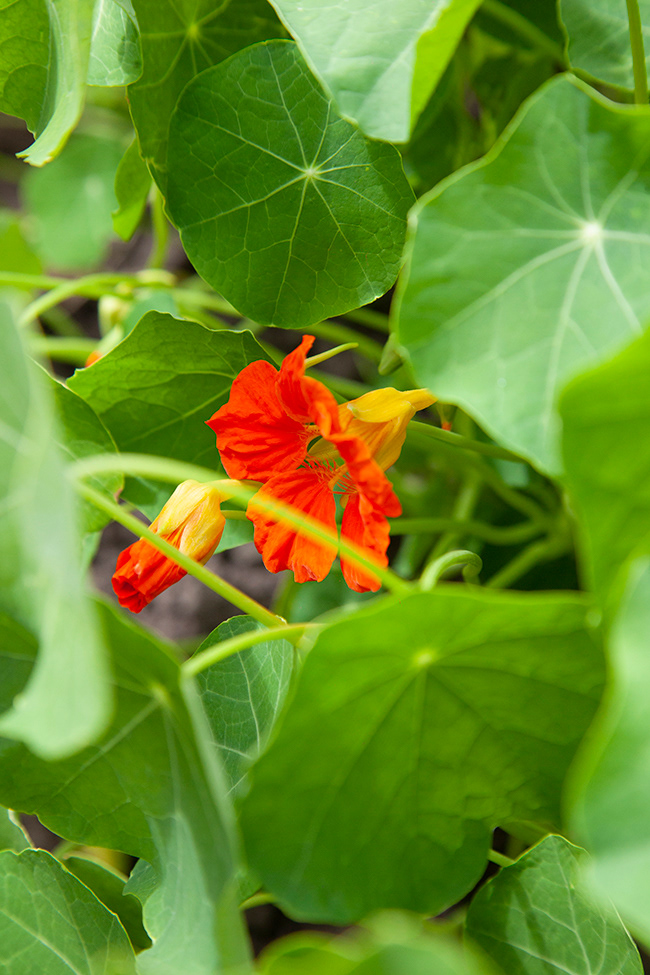 nasturtium