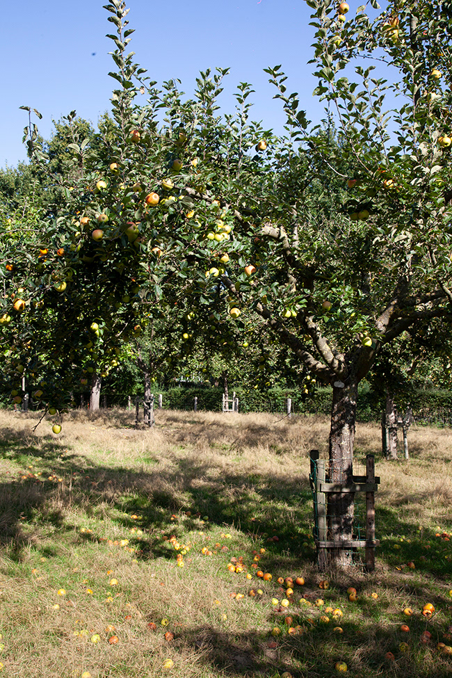 appeltaart 002