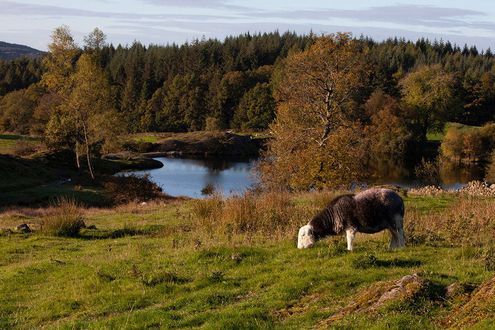 BP 005 | A Lake District Herdwick sheep grazing above Moss Eccles Tarn 