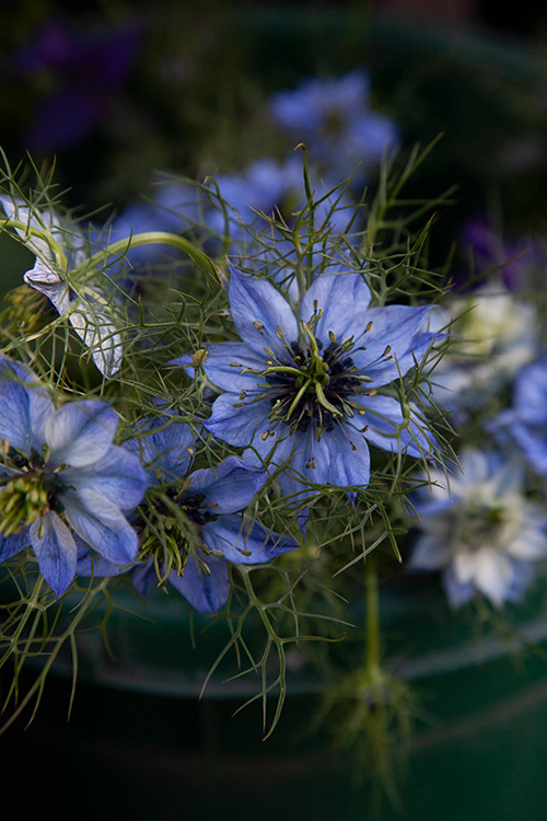#0384 |  Nigella | Juffertje in het groen |  Love in the Mist