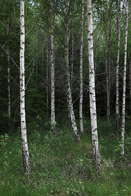 Lugnet 040