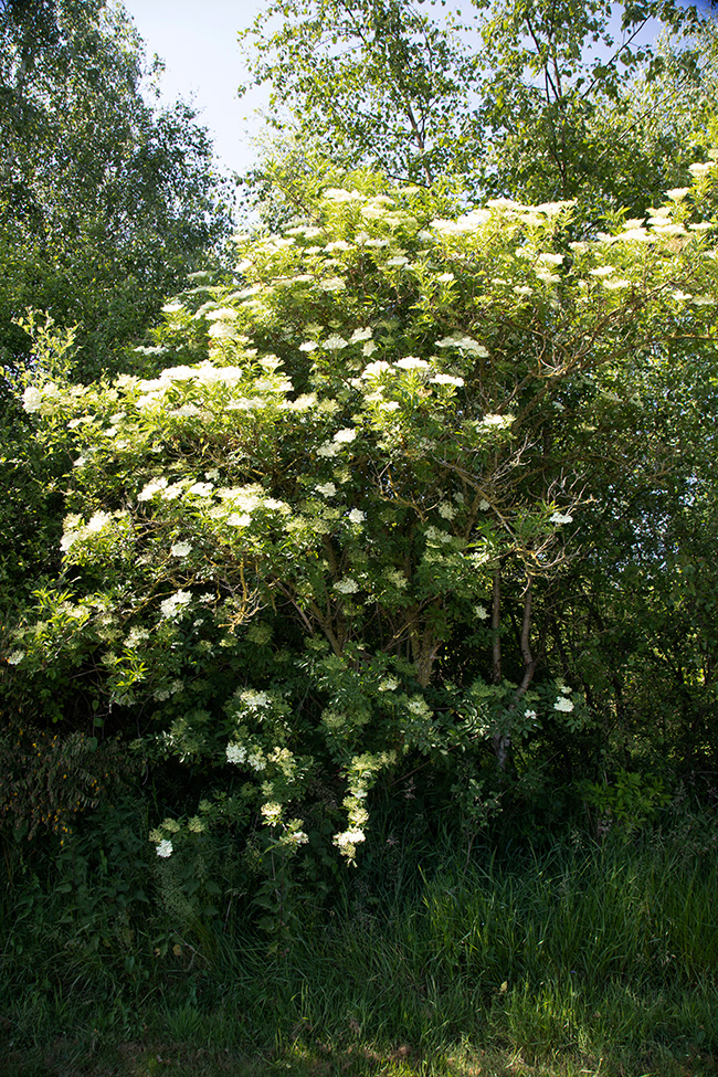 AV 033 Godshill