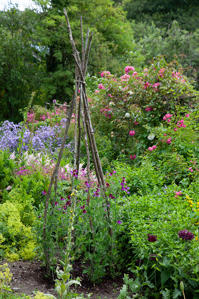 BP 049 |  Beatrix Potter's cottage garden