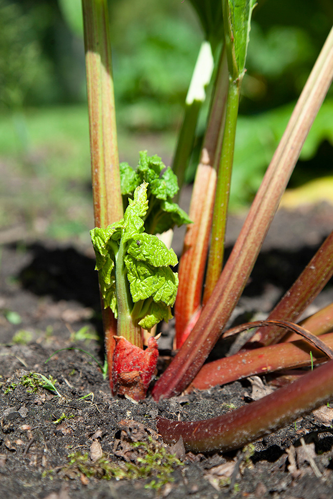 rhubarb