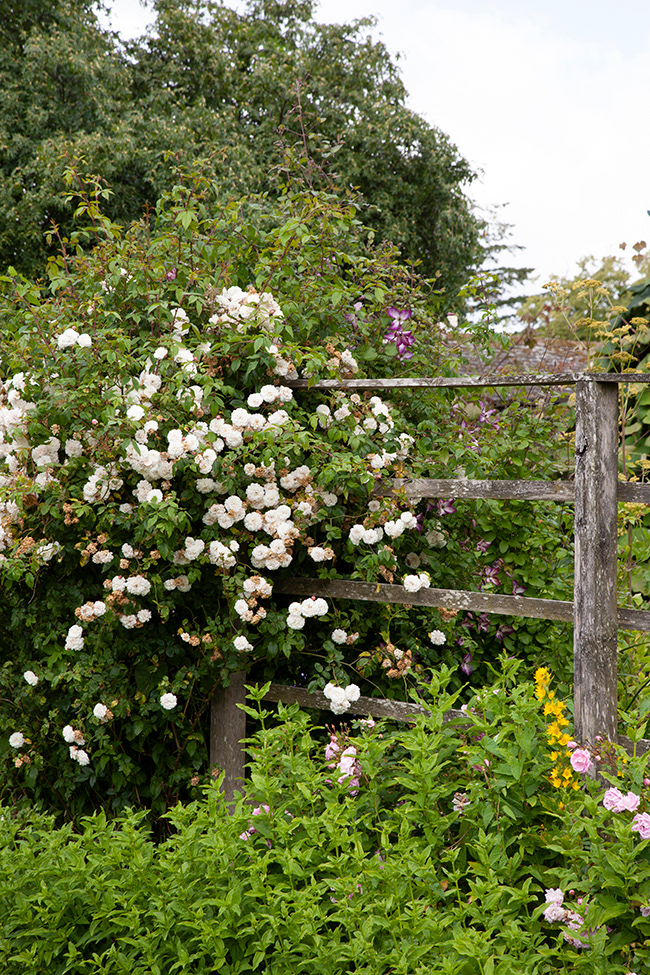 BP 020 | Beatrix Potter's cottage garden