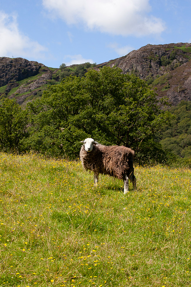 BP 057 | Lake District Herdwick sheep