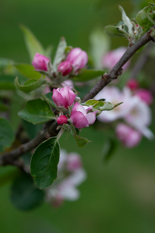 #6853 apple blossom