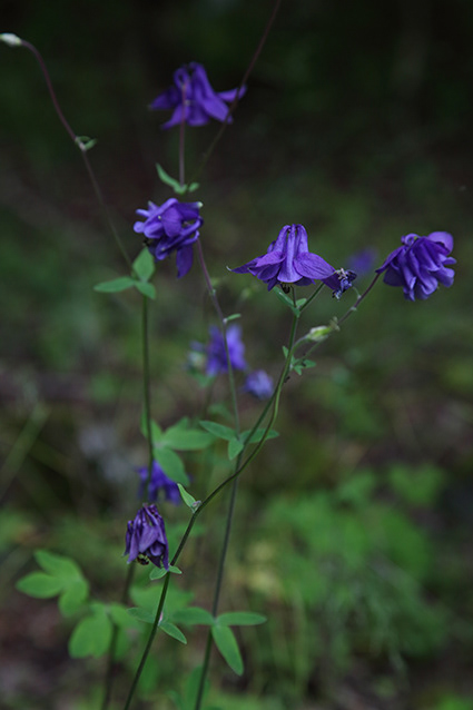 Lugnet 037
