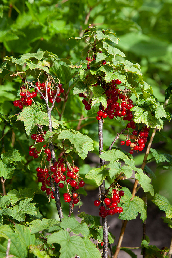 berries