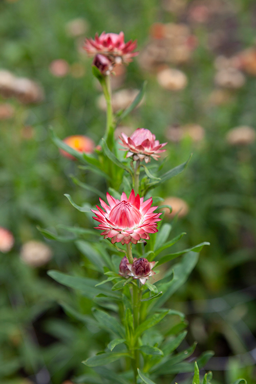 #9791 | Helichrysum | Strobloem | Strawflower