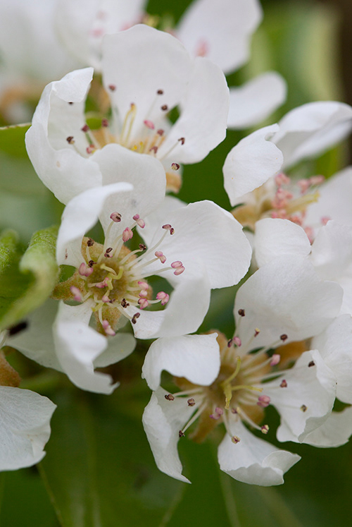 #6899 pear blossom