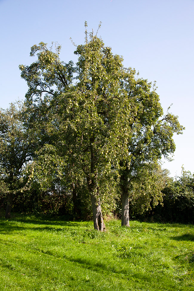 IJ 054