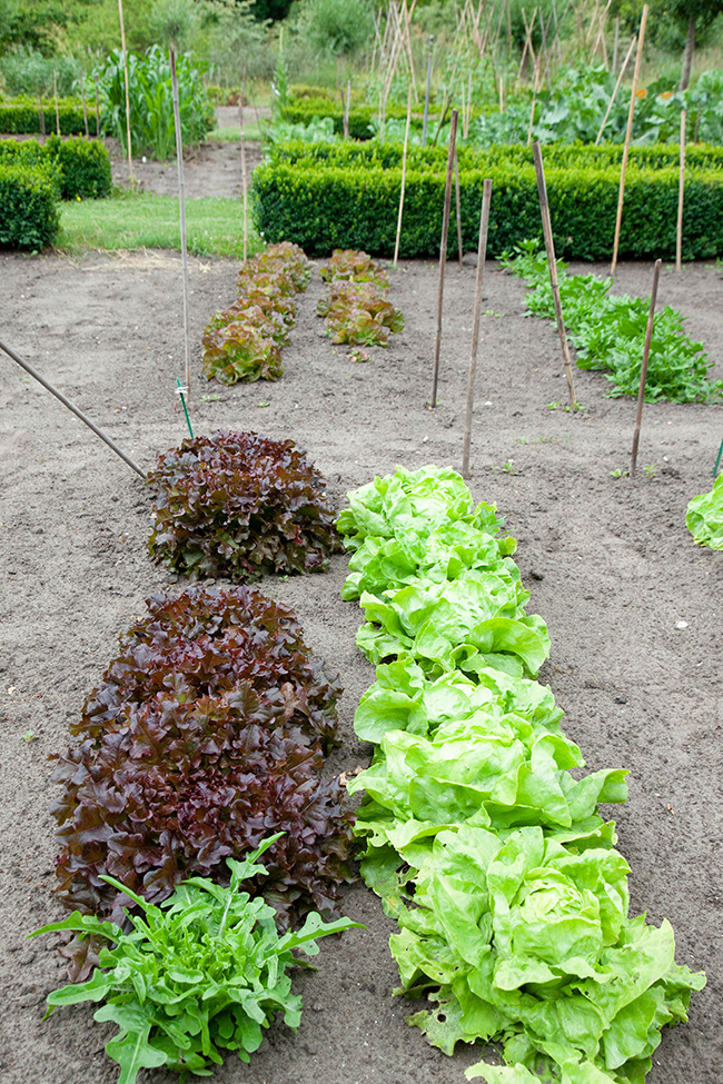 lettuce