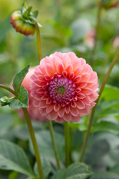#9736 | Dahlia